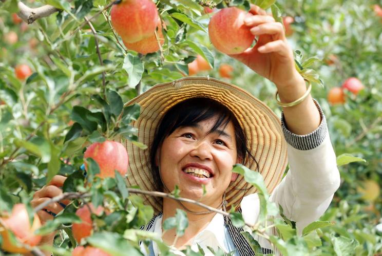 模式果农社群苹果案例天销七(苹果果农案例模式的人)