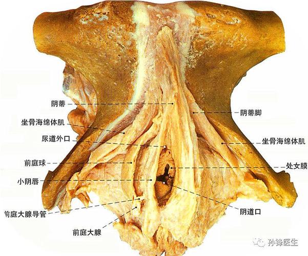 上海私密知多少女性同仁医院许瑾(私密阴道女性阴蒂手术)