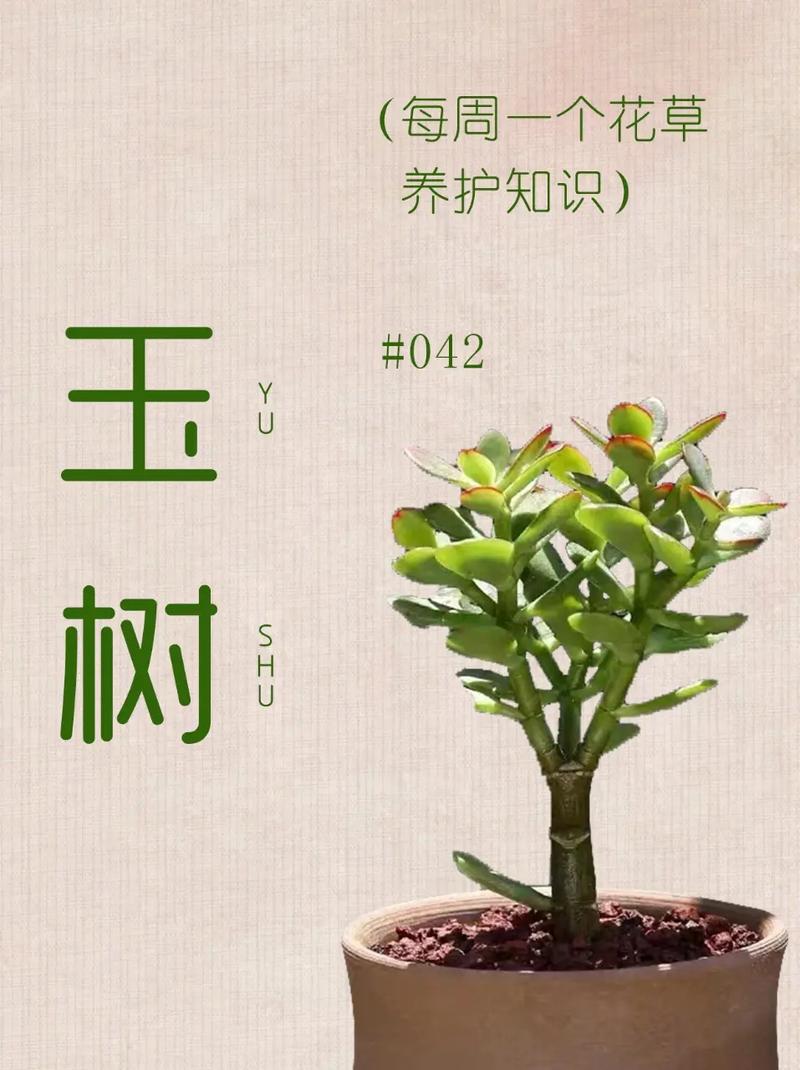 玉树免费发布早教有哪些网站信息(玉树设计培训信息管理培训早教)