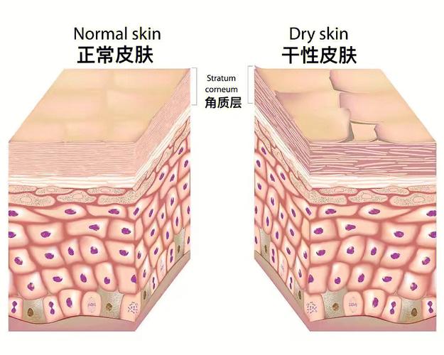 走弯路知识点屏障你少(皮肤屏障敏感走弯路知识点)