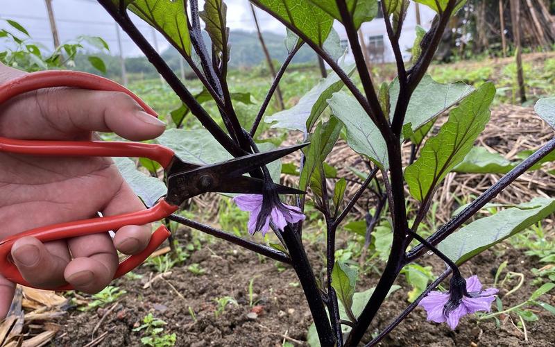 花期很重要人不茄子颗茄苗想结(花期茄子植株农事一颗)