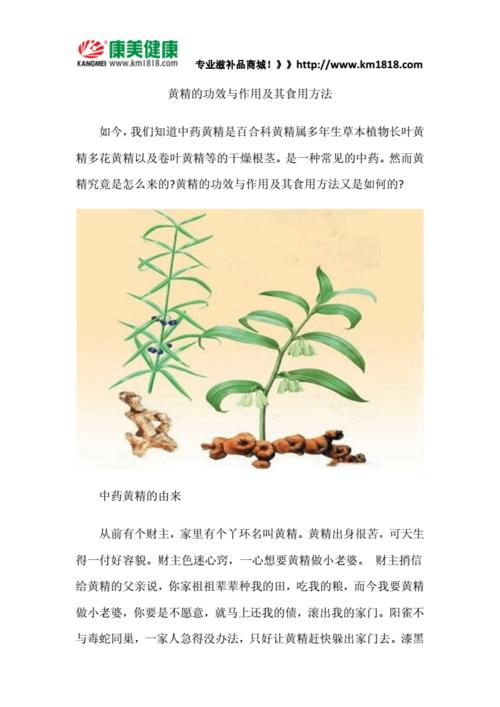 功效中药黄精方法(黄精本品补气功效当归)
