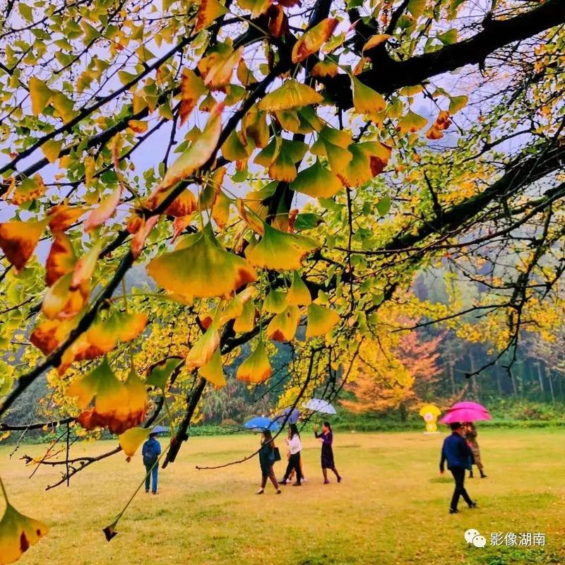涟源湖南幸福生活秋季(涟源市涟源秋季幸福生活金秋)