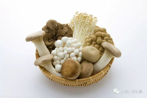 让你蘑菇瘦身营养(蘑菇维生素人民网氨基酸营养)