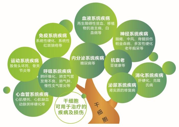 细胞高效新突破免疫人体快速(细胞干细胞免疫高效快速)