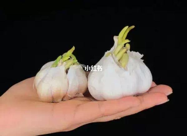 是个妙用大蒜别再(大蒜小雨烟味妙用发现)