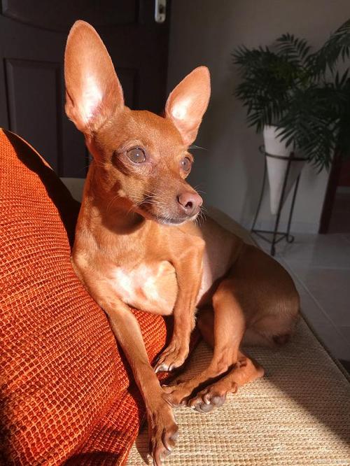 步骤主人魅力泰迪犬(主人步骤魅力毛发肛门)