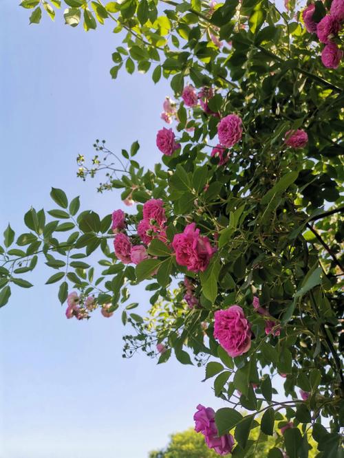 营口云霞石桥枝头蔷薇灿烂(营口云霞蔷薇石桥枝头)