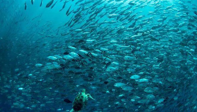 让我们深海成分珍贵大海(深海让我们成分肌肤大海)