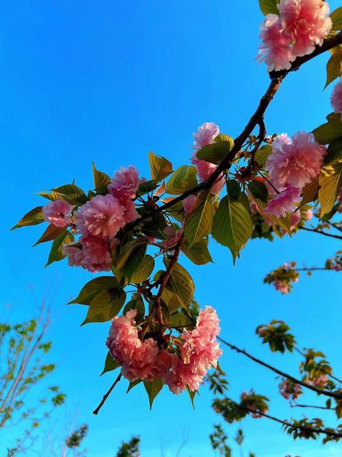 来了芳香春天女性项目行业(来了项目行业芳香春天)