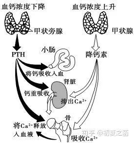 综合征内分泌一文罕见AlbrightMcCune(骨骼内分泌综合征患者腺体)