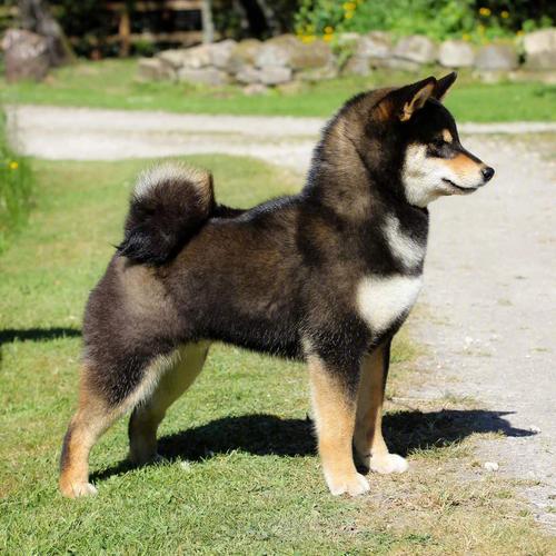 让它漂亮柴犬(柴犬趾甲让它毛发耳朵)