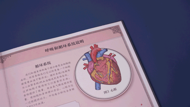 你知道方法女人(方法目的植物音乐血液循环)
