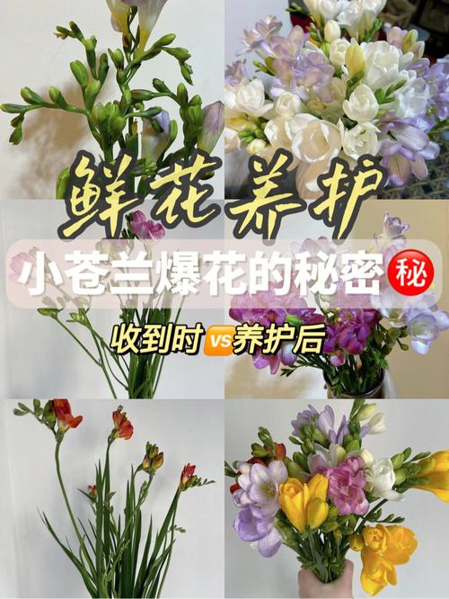 还能你知道衰老鲜花秘密功能(桃花杏花茉莉花皮肤素馨花)