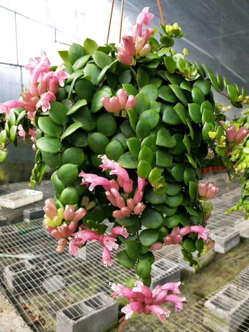 也能光环花草容颜女神妩媚(肌肤光彩芦荟吊兰花草)