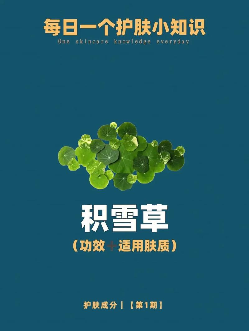 积雪草万金油美容护肤(积雪草万金油皮肤作用瘢痕)