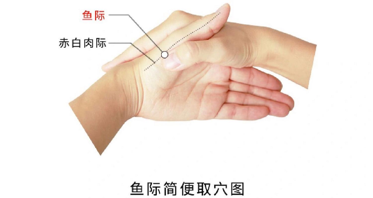 经络手臂手法视频(鱼际经络心包掌骨这是)