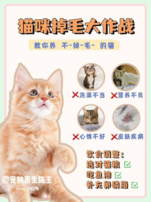 美容院猫咪攻略(美容院猫咪毛发攻略主子)