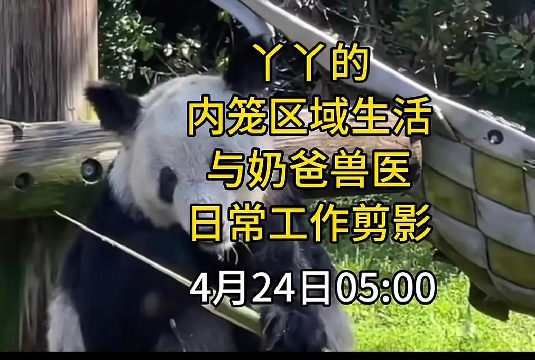 一枚激光帅哥情况(熊猫毛发激光一枚兽医)