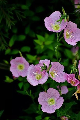 美容术庭院视觉效果花卉(庭院植物美容术月见草花卉)