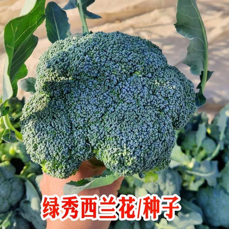 花菜买菜种子放心新鲜健康(花菜菜园种子新鲜杯子)