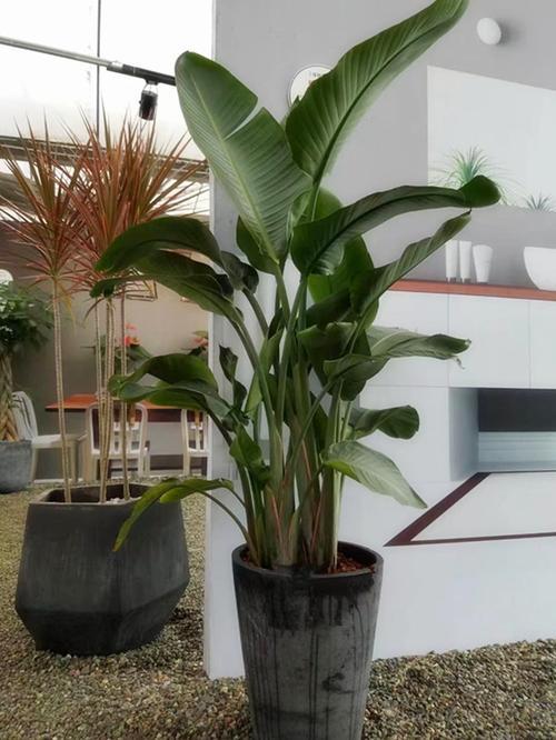 也能家里绿植阳光种观叶(也能绿植家里阳光叶片)