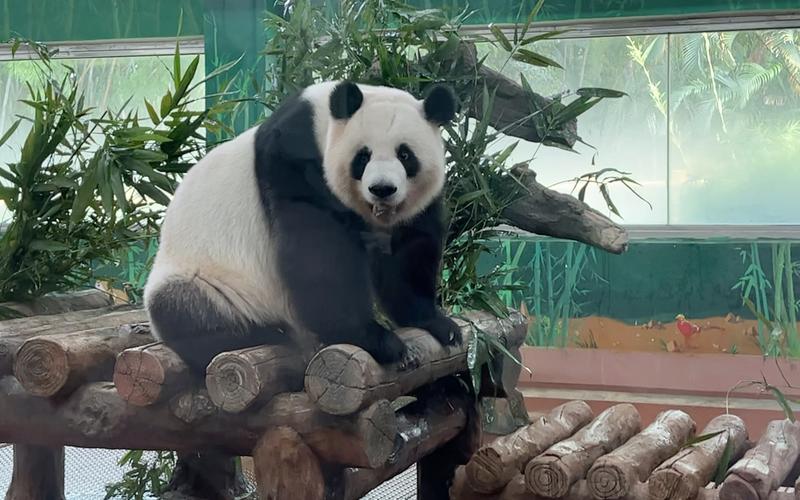 衡东雅(仪器这款这是熊猫高科技)