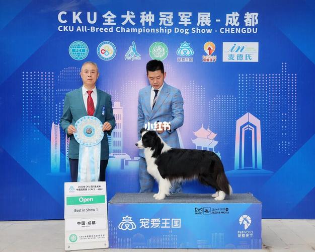 南昌全记录CKU(南昌全记录狗狗宠物裁判)