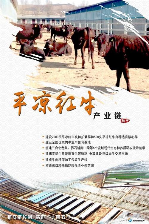 平凉甘肃路子产业(平凉红牛产业甘肃产业链)