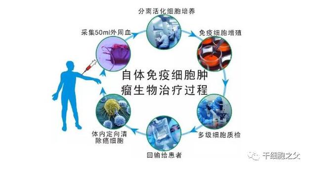 麻省总医院美国癌症肿瘤疗法(细胞麻省患者疗法肿瘤)