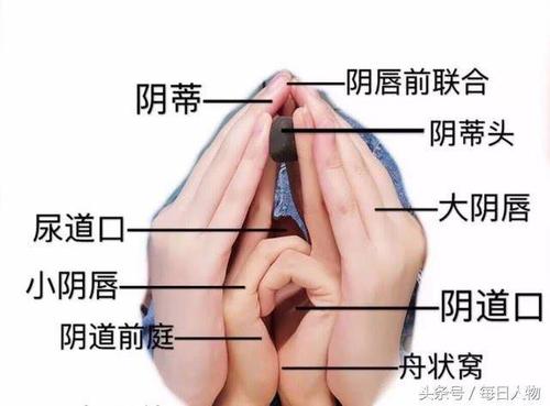 外阴生殖器官中国美容专栏医学(外阴生殖器官专栏中国美容医学)