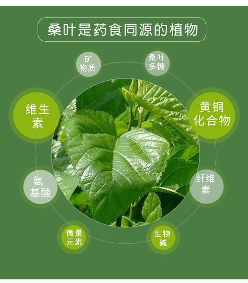 桑叶科学(桑叶生物碱科学叶柄干燥)