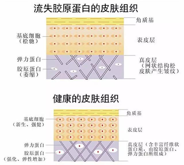 面部大盘点常用(面部交联大盘点常用胶原蛋白)