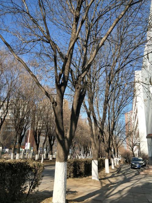 锦州树木新变化冬季街头(锦州树木冬季大帅新变化)