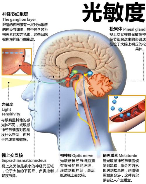 松果体(松果腺松果体功能羟色胺视网膜)