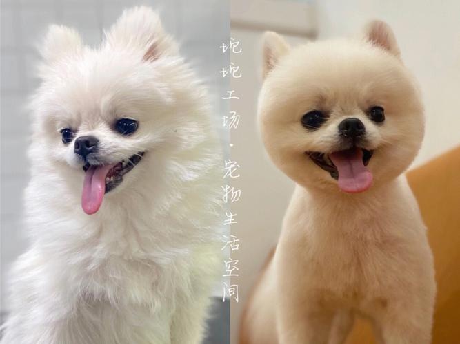 美容师广东专访协会会长考核标准宠物(宠物美容师兽药行业协会)