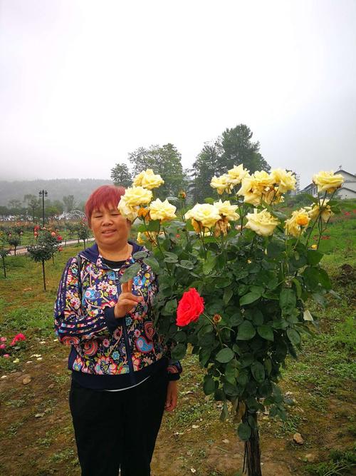 黔江之旅玩转妈妈号花(黔江之旅玩转妈妈母亲节)