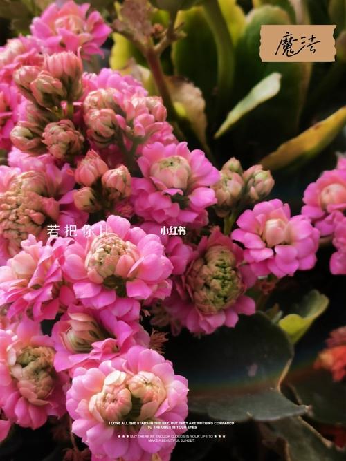 让你易学花草终生收益经济实用(花草让你易学魔法经济实用)