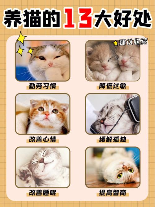 又有疗程猫咪好处有哪些SPA(猫咪疗程又有好处疗法)