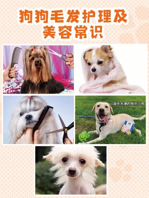 狗狗妙招魅力(狗狗毛发妙招魅力很容易)