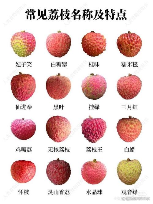 荔枝细胞女子花三万块做却烂脸(细胞荔枝女子小张机构)