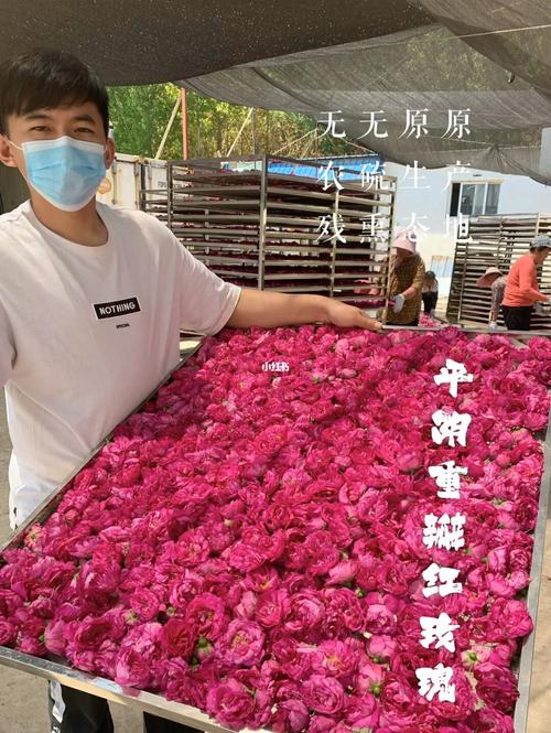 紫金一朵花青睐玫瑰特色产业(玫瑰紫金平阴产品特色)