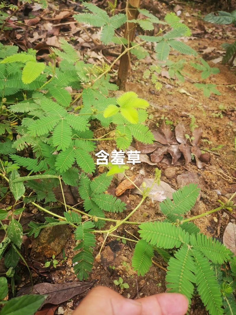 安庆含羞草后脚前脚官方(安庆含羞草安徽省行业协会安庆市)