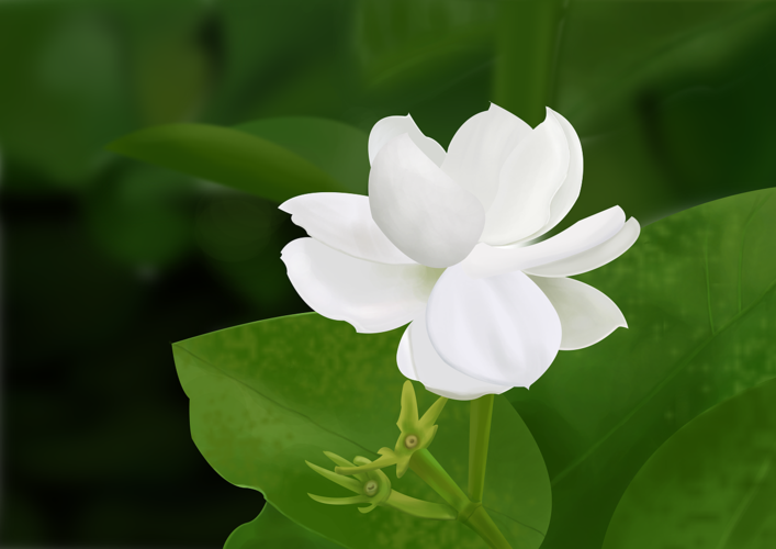 白花俏丽不失盛夏香气高雅(白花俏丽不失盛夏高雅)