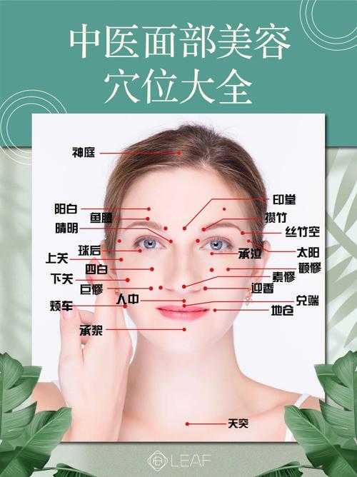 的人瘦脸(脸部瘦脸穴位针灸松弛)
