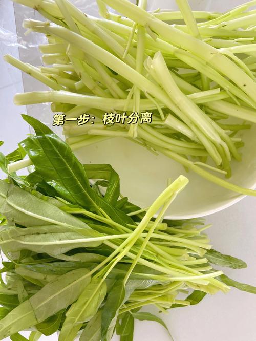 西红柿蛋白质叶子量比降三高(空心菜叶子西红柿蛋白质蚝油)