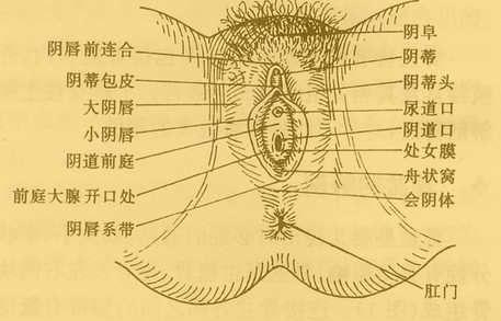 几个你知道私处秘密女性(女性私处几个你知道外阴)