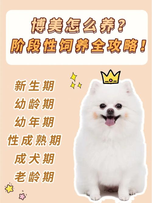 博美攻略汪焕然(狗狗博美攻略毛发步骤)