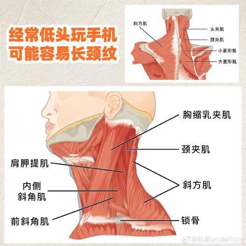 胜于方法去颈纹需谨记(颈部皮肤在线家庭医生肌肉)