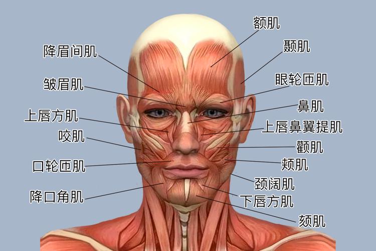 松弛面部肌肉(肌肉脸部面部人民网嘴角)